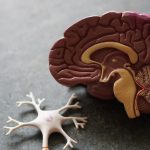大脑认知能力可以通过训练提升