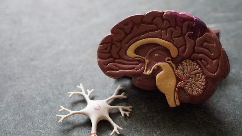 大脑不是固定不变的——科学证实认知能力可以通过正确的方式持续提升